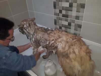 LUFFY Eurasier mâle au shampoing