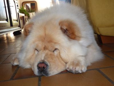 JEENFEE Chow-Chow femelle