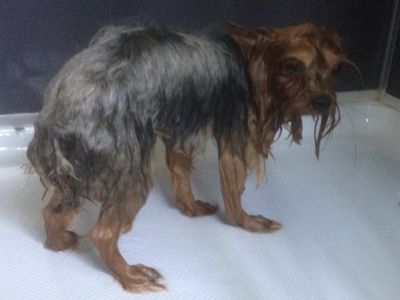 SKY Yorshire terrier mâle au bain