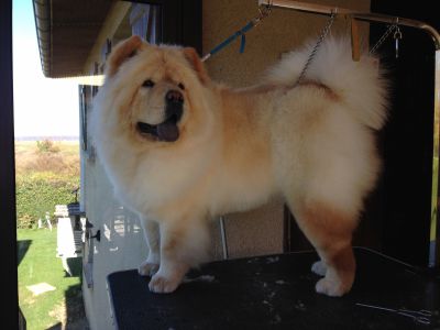 JEENFEE Chow-Chow femelle